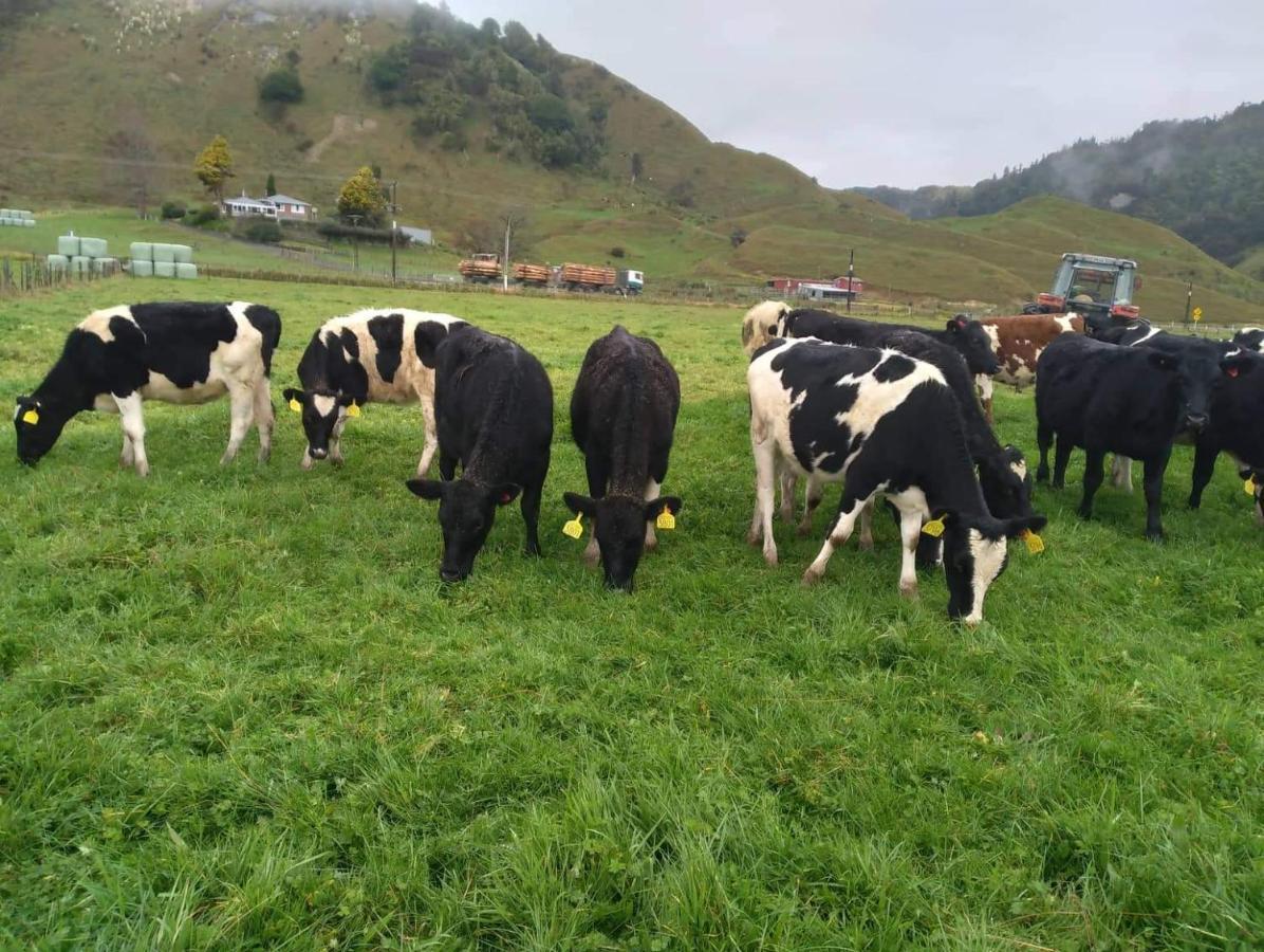 Hill View Farm Uruti
